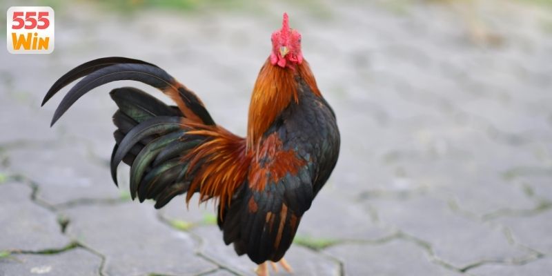 Đánh giá về sảnh đá gà 555WIN từ người chơi