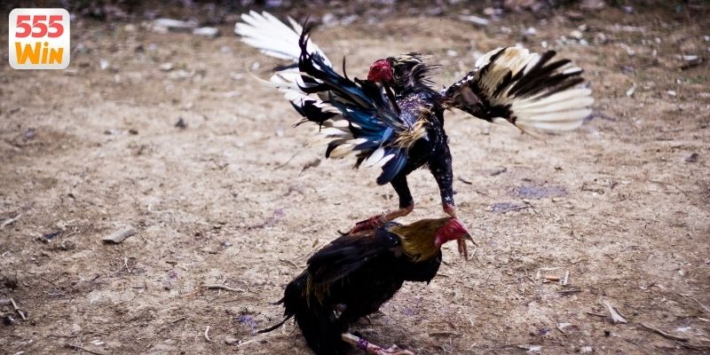 Hướng dẫn từng bước tham gia sân chơi trực tuyến